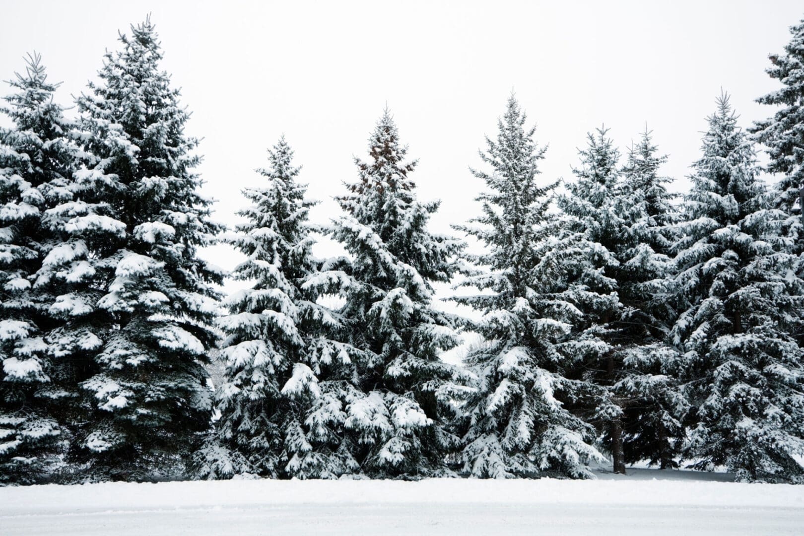 Snow-covered evergreen trees in a winter landscape.