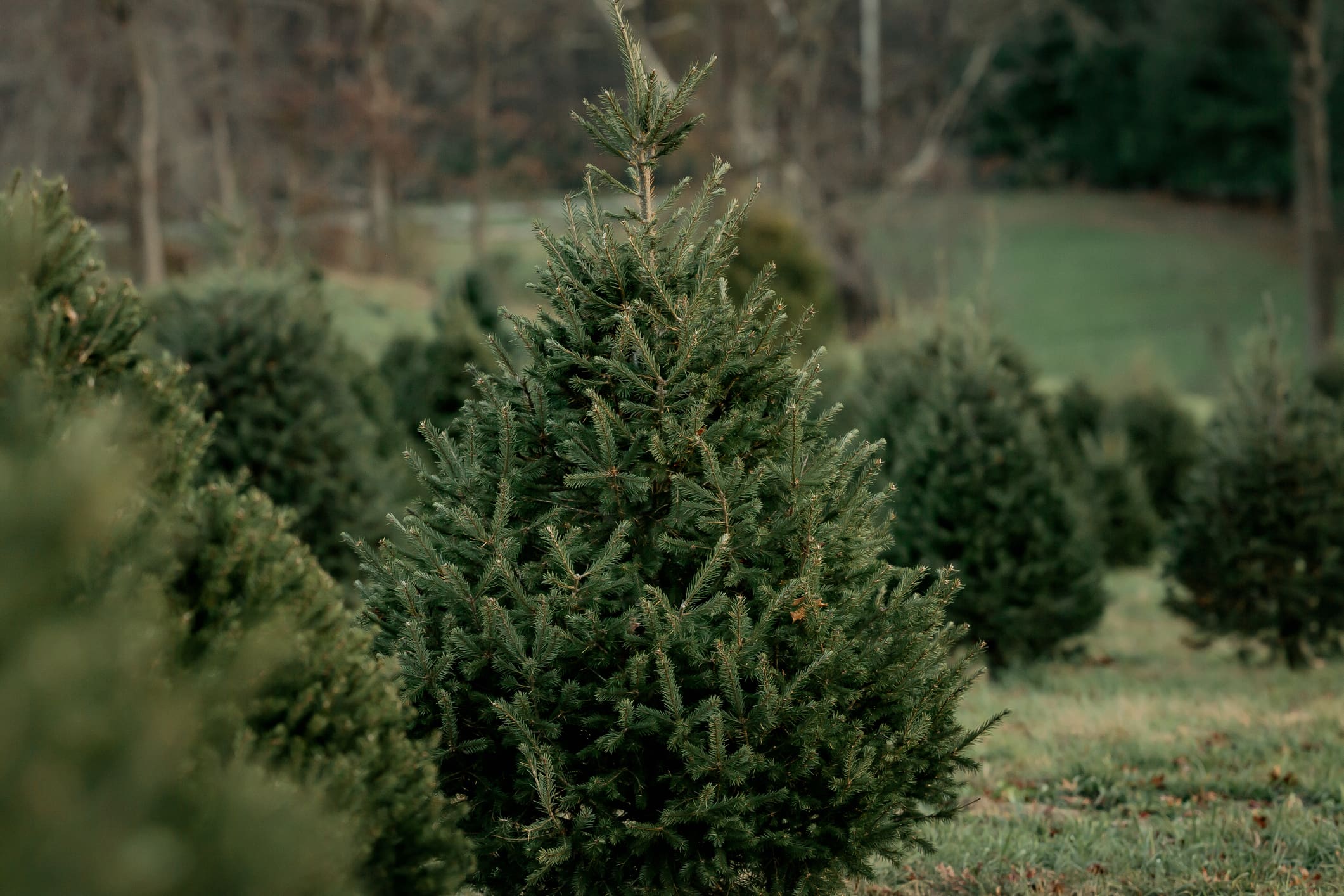 Christmas trees in a field.