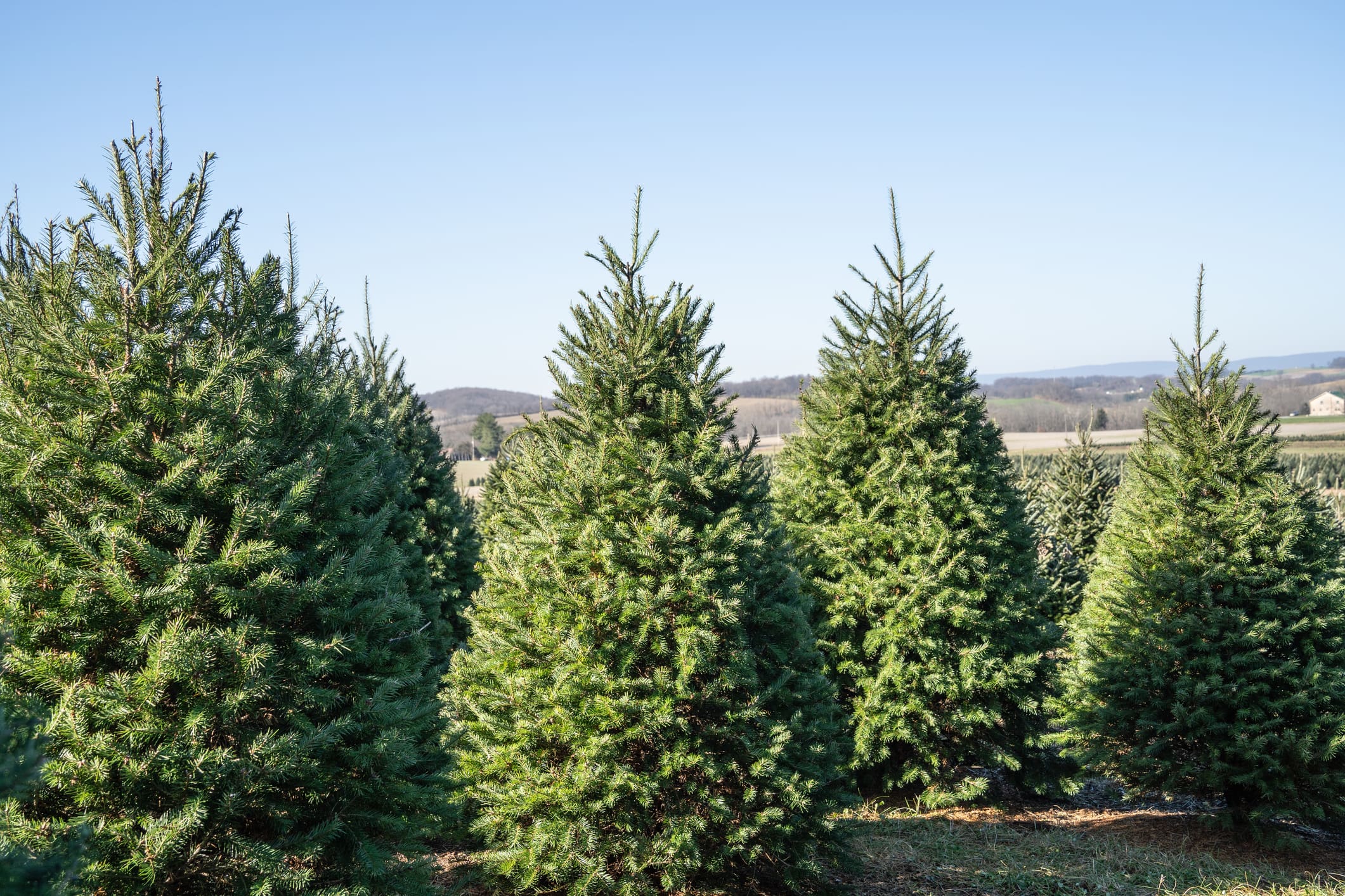 Christmas trees in a sunny landscape.