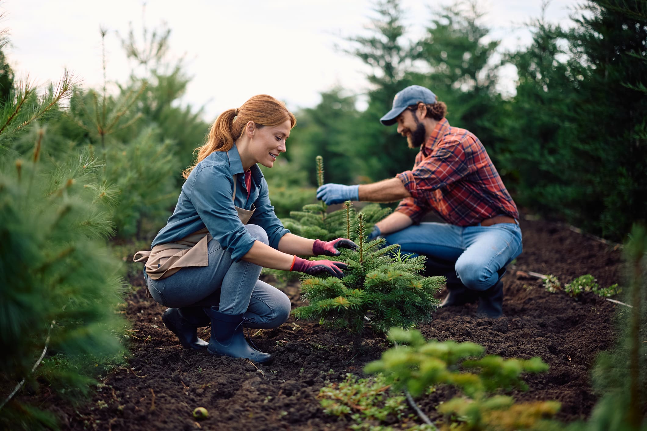 Two people planting trees in a field.
