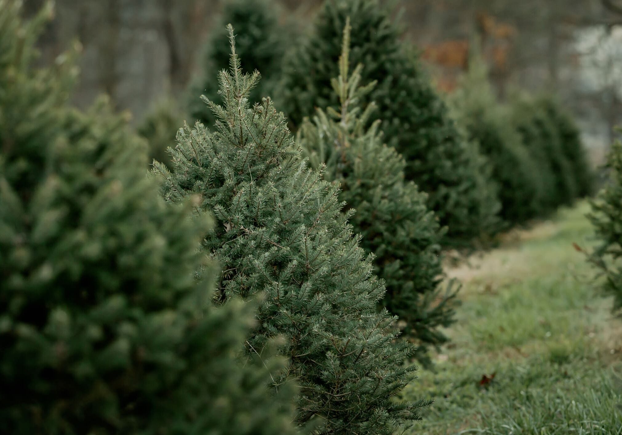 Rows of evergreen trees in a field.