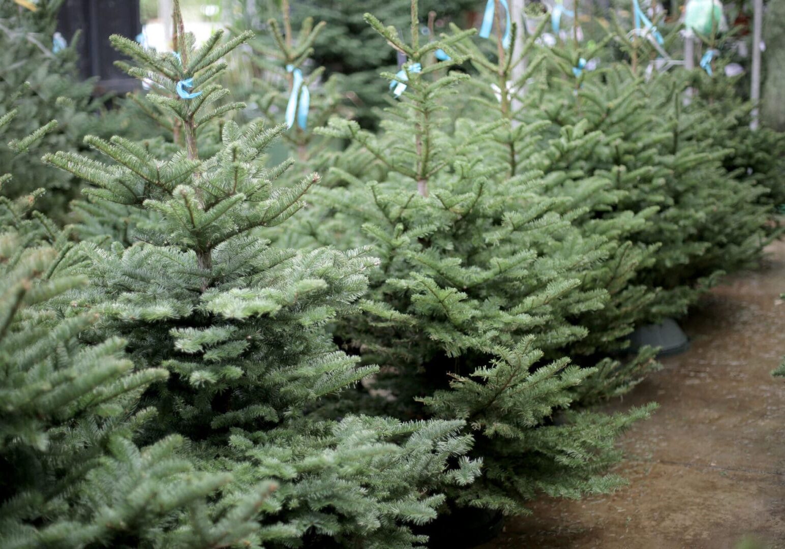Rows of evergreen trees in a nursery.