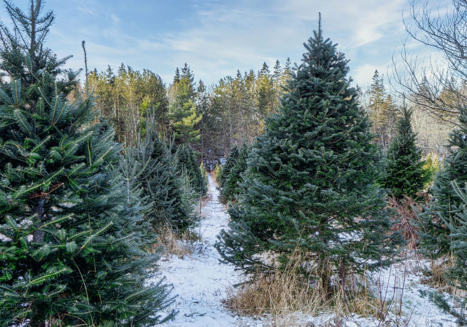 Snowy Christmas tree farm under blue sky.